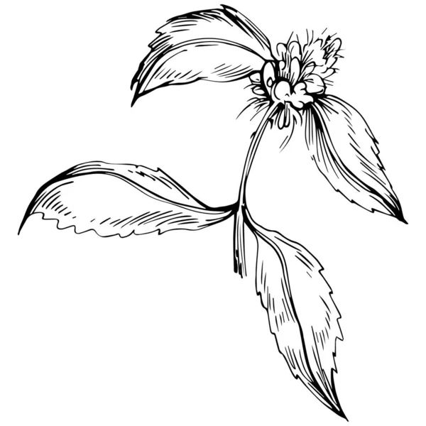 Černobílé Ručně Kreslené Květinové Prvky Vektorové Ilustrace — Stockový vektor