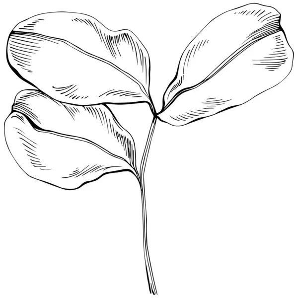 Μαύρο Και Άσπρο Χέρι Σχεδιασμένες Floral Στοιχεία Διανυσματική Απεικόνιση — Διανυσματικό Αρχείο