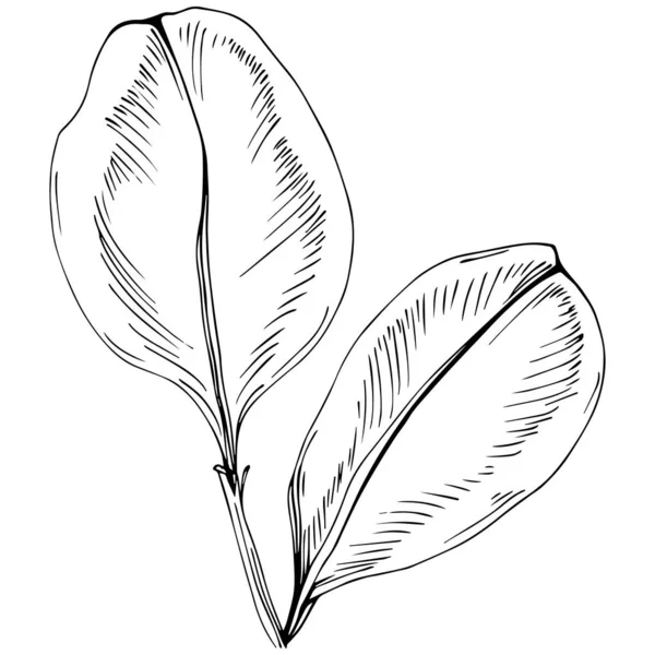 黒と白の手描きの花の要素ベクトルイラスト — ストックベクタ