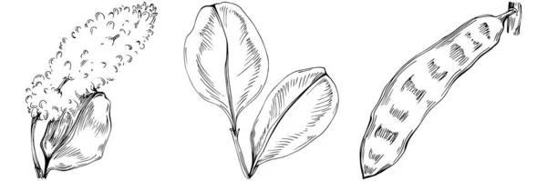 Illustrazione Vettoriale Elementi Floreali Disegnati Mano Bianco Nero — Vettoriale Stock