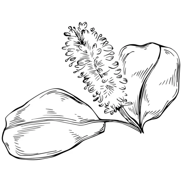 Schwarz Weiße Handgezeichnete Florale Elemente Vektorillustration — Stockvektor