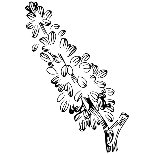 Elementos Florais Desenhados Mão Preto Branco Ilustração Vetorial — Vetor de Stock