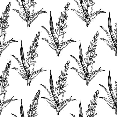 Yaban çiçeği lavanta deseni tek sıra şeklinde. Bitkinin ana hatları: siyah-beyaz oymalı mürekkep sanatı. Arkaplan, doku için yabani çiçek çiz