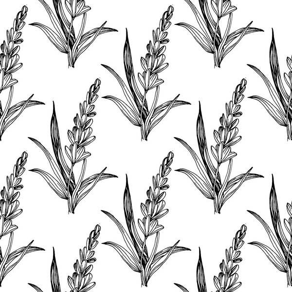 Wildflower lavender flower pattern in a one line style. Outline of the plant: Black and white engraved ink art. Sketch wild flower for background, texture