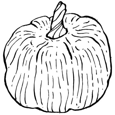 Balkabağı vektörü çizimi el çizimi. İşlenmiş stil illüstrasyonlu izole bir nesne. Ayrıntılı vejetaryen yemeği. Çiftlik pazarı ürünü. Tasarım logosu, menü, etiket, simge, pul için en iyisi.