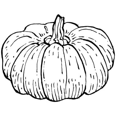 Balkabağı vektörü çizimi el çizimi. İşlenmiş stil illüstrasyonlu izole bir nesne. Ayrıntılı vejetaryen yemeği. Çiftlik pazarı ürünü. Tasarım logosu, menü, etiket, simge, pul için en iyisi.