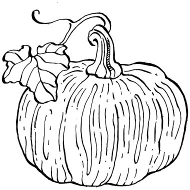 Balkabağı vektörü çizimi el çizimi. İşlenmiş stil illüstrasyonlu izole bir nesne. Ayrıntılı vejetaryen yemeği. Çiftlik pazarı ürünü. Tasarım logosu, menü, etiket, simge, pul için en iyisi.