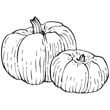 Balkabağı vektörü çizimi el çizimi. İşlenmiş stil illüstrasyonlu izole bir nesne. Ayrıntılı vejetaryen yemeği. Çiftlik pazarı ürünü. Tasarım logosu, menü, etiket, simge, pul için en iyisi.