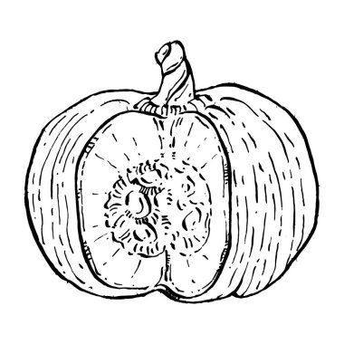 Balkabağı vektörü çizimi el çizimi. İşlenmiş stil illüstrasyonlu izole bir nesne. Ayrıntılı vejetaryen yemeği. Çiftlik pazarı ürünü. Tasarım logosu, menü, etiket, simge, pul için en iyisi.