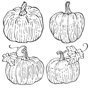 Balkabağı vektörü çizimi el çizimi. İşlenmiş stil illüstrasyonlu izole bir nesne. Ayrıntılı vejetaryen yemeği. Çiftlik pazarı ürünü. Tasarım logosu, menü, etiket, simge, pul için en iyisi.