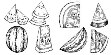 Karpuz çizimi vektör çizimi. İzole edilmiş el resmi beyaz arka planda. Yaz meyvesi oymalı tasvir. Yiyecek ambalajı için dekorasyon.