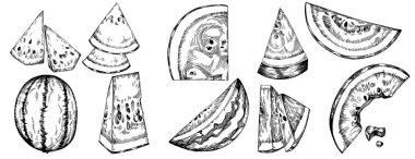 Karpuz çizimi vektör çizimi. İzole edilmiş el resmi beyaz arka planda. Yaz meyvesi oymalı tasvir. Yiyecek ambalajı için dekorasyon.