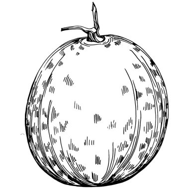 Kavun gerçekçi vektör çizimi. Restoran menüsü, market etiketi, logo, amblem ve mutfak tasarımı için dekoratif retro koleksiyon el yapımı çiftlik ürünü. Yiyecek ambalajı için dekorasyon.