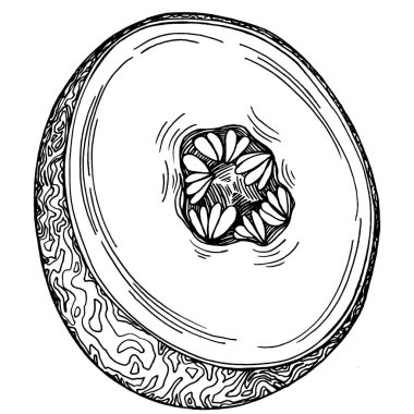 Kavun gerçekçi vektör çizimi. Restoran menüsü, market etiketi, logo, amblem ve mutfak tasarımı için dekoratif retro koleksiyon el yapımı çiftlik ürünü. Yiyecek ambalajı için dekorasyon.