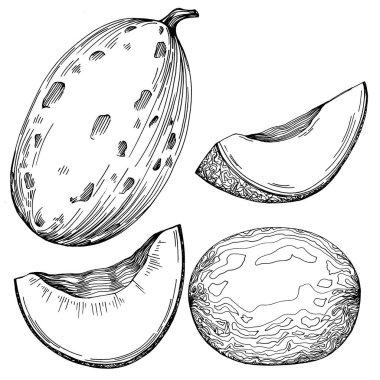 Kavun gerçekçi vektör çizimi. Restoran menüsü, market etiketi, logo, amblem ve mutfak tasarımı için dekoratif retro koleksiyon el yapımı çiftlik ürünü. Yiyecek ambalajı için dekorasyon.