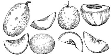 Kavun gerçekçi vektör çizimi. Restoran menüsü, market etiketi, logo, amblem ve mutfak tasarımı için dekoratif retro koleksiyon el yapımı çiftlik ürünü. Yiyecek ambalajı için dekorasyon.