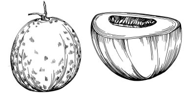 Kavun gerçekçi vektör çizimi. Restoran menüsü, market etiketi, logo, amblem ve mutfak tasarımı için dekoratif retro koleksiyon el yapımı çiftlik ürünü. Yiyecek ambalajı için dekorasyon.