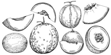 Kavun gerçekçi vektör çizimi. Restoran menüsü, market etiketi, logo, amblem ve mutfak tasarımı için dekoratif retro koleksiyon el yapımı çiftlik ürünü. Yiyecek ambalajı için dekorasyon.