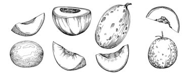 Kavun gerçekçi vektör çizimi. Restoran menüsü, market etiketi, logo, amblem ve mutfak tasarımı için dekoratif retro koleksiyon el yapımı çiftlik ürünü. Yiyecek ambalajı için dekorasyon.