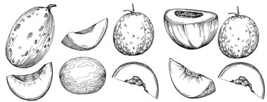 Kavun gerçekçi vektör çizimi. Restoran menüsü, market etiketi, logo, amblem ve mutfak tasarımı için dekoratif retro koleksiyon el yapımı çiftlik ürünü. Yiyecek ambalajı için dekorasyon.