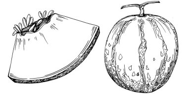 Kavun gerçekçi vektör çizimi. Restoran menüsü, market etiketi, logo, amblem ve mutfak tasarımı için dekoratif retro koleksiyon el yapımı çiftlik ürünü. Yiyecek ambalajı için dekorasyon.