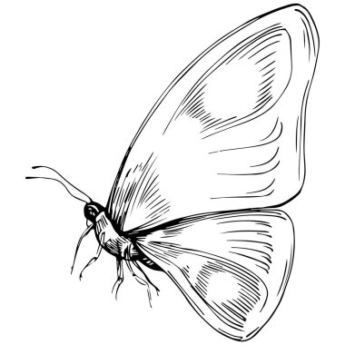 Kelebek Karalama Böcekleri resimleme