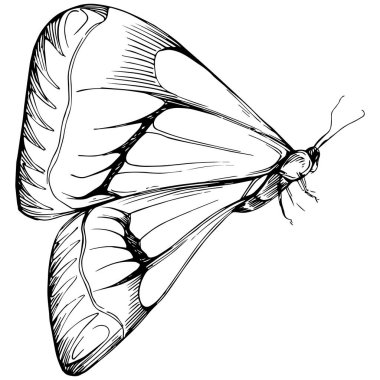 Kelebek Karalama Böcekleri resimleme