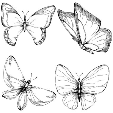 Kelebek Karalama Böcekleri resimleme