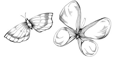 Kelebek Karalama Böcekleri resimleme