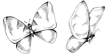 Kelebek Karalama Böcekleri resimleme