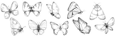 Kelebek Karalama Böcekleri resimleme