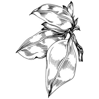 Ayçiçeği yazı. İzole botanik çiçeği, yapraklar. Siyah ve beyaz oymalı mürekkep resimleri. Yaprak bitkisi, botanik bahçesi çiçek yaprakları. Yaban çiçeği yaprağı çizim elementi.