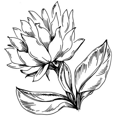 Ayçiçeği yazı. İzole botanik çiçeği, yapraklar. Siyah ve beyaz oymalı mürekkep resimleri. Yaprak bitkisi, botanik bahçesi çiçek yaprakları. Yaban çiçeği yaprağı çizim elementi.