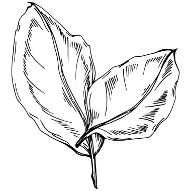 Ayçiçeği yazı. İzole botanik çiçeği, yapraklar. Siyah ve beyaz oymalı mürekkep resimleri. Yaprak bitkisi, botanik bahçesi çiçek yaprakları. Yaban çiçeği yaprağı çizim elementi.