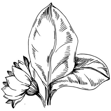 Ayçiçeği yazı. İzole botanik çiçeği, yapraklar. Siyah ve beyaz oymalı mürekkep resimleri. Yaprak bitkisi, botanik bahçesi çiçek yaprakları. Yaban çiçeği yaprağı çizim elementi.