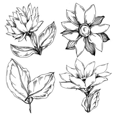 Ayçiçeği yazı. İzole botanik çiçeği, yapraklar. Siyah ve beyaz oymalı mürekkep resimleri. Yaprak bitkisi, botanik bahçesi çiçek yaprakları. Yaban çiçeği yaprağı çizim elementi.
