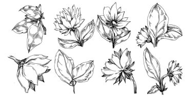 Ayçiçeği yazı. İzole botanik çiçeği, yapraklar. Siyah ve beyaz oymalı mürekkep resimleri. Yaprak bitkisi, botanik bahçesi çiçek yaprakları. Yaban çiçeği yaprağı çizim elementi.