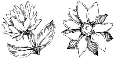 Ayçiçeği yazı. İzole botanik çiçeği, yapraklar. Siyah ve beyaz oymalı mürekkep resimleri. Yaprak bitkisi, botanik bahçesi çiçek yaprakları. Yaban çiçeği yaprağı çizim elementi.