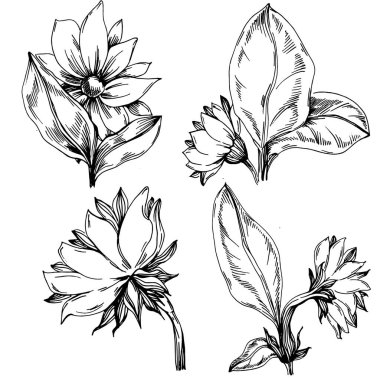Ayçiçeği yazı. İzole botanik çiçeği, yapraklar. Siyah ve beyaz oymalı mürekkep resimleri. Yaprak bitkisi, botanik bahçesi çiçek yaprakları. Yaban çiçeği yaprağı çizim elementi.