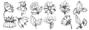 Ayçiçeği yazı. İzole botanik çiçeği, yapraklar. Siyah ve beyaz oymalı mürekkep resimleri. Yaprak bitkisi, botanik bahçesi çiçek yaprakları. Yaban çiçeği yaprağı çizim elementi.