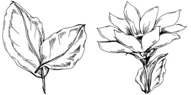 Ayçiçeği yazı. İzole botanik çiçeği, yapraklar. Siyah ve beyaz oymalı mürekkep resimleri. Yaprak bitkisi, botanik bahçesi çiçek yaprakları. Yaban çiçeği yaprağı çizim elementi.