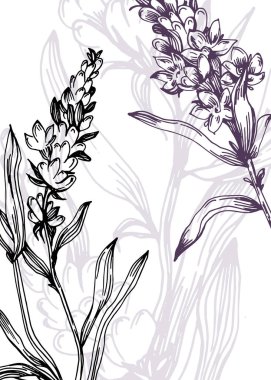 Duvar Dekorasyonu, Kartpostal, Sosyal Medya Afişi, Broşür Kapak Tasarımı için Lavanta El Boyalı Resimler. Modern Soyut Boyama Sanatı. Vektör Deseni