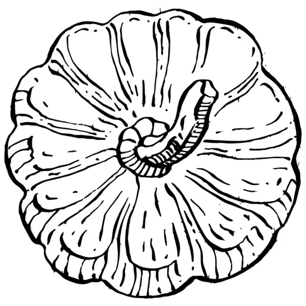 Croquis Vectoriel Citrouille Dessiné Main Objet Isolé Avec Illustration Style — Image vectorielle