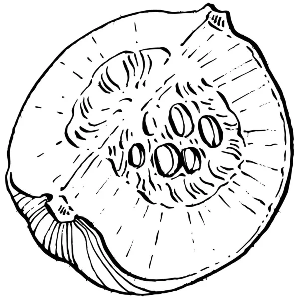 Векторный Набросок Тыквы Нарисован Вручную Изолированный Объект Выгравированной Иллюстрацией Стиля — стоковый вектор