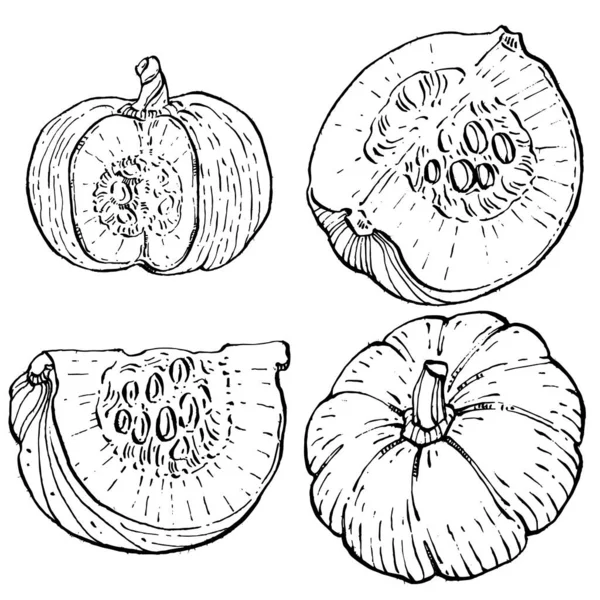 Pumpkin Vector Sketch Hand Drawn Isolated Object Engraved Style Illustration — Stock Vector
