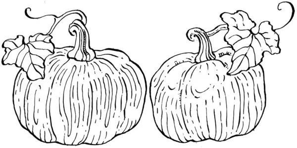 Calabaza Vector Boceto Dibujado Mano Objeto Aislado Con Ilustración Estilo — Archivo Imágenes Vectoriales