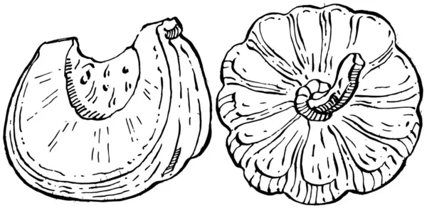 Calabaza Vector Boceto Dibujado Mano Objeto Aislado Con Ilustración Estilo — Archivo Imágenes Vectoriales