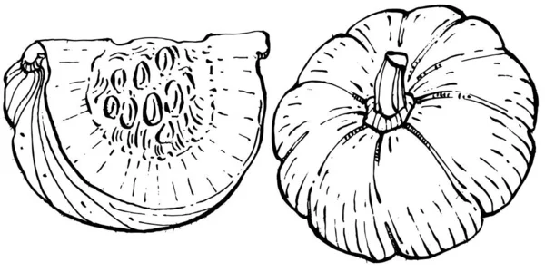 Schizzo Vettoriale Zucca Disegnato Mano Oggetto Isolato Con Illustrazione Stile — Vettoriale Stock