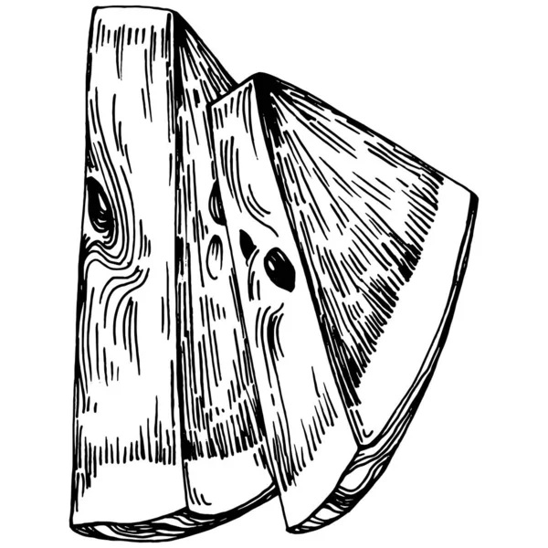 Ескіз Кавуна Векторний Малюнок Ізольована Рука Намальована Ягода Білому Тлі — стоковий вектор