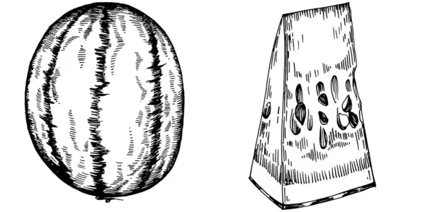 スイカのスケッチベクトル描画 白い背景にベリーを描いた孤立した手 夏のベリーの彫刻スタイルのイラスト 食品包装の装飾 — ストックベクタ